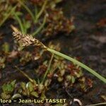 Carex lachenalii Fleur