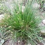 Isolepis cernua برگ