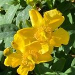 Hypericum × hidcoteense ফুল