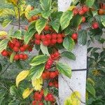 Crataegus persimilis Плід