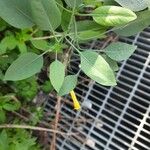 Nicotiana glauca 花