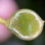 Buchanania sessifolia Fruit