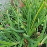 Bulbine frutescens Leaf