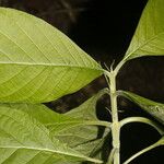Pittoniotis trichantha 葉