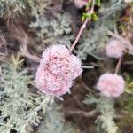 Eriogonum latifolium ফুল