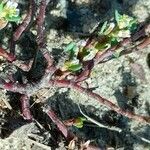 Polygonum arenastrum Bark