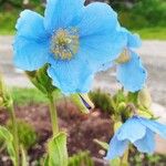 Meconopsis grandis Blatt