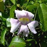 Cydista aequinoctialis Цветок