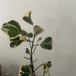 Ficus triangularis Folha