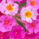 Lantana camaraᱵᱟᱦᱟ