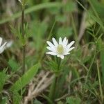 Anemone berlandieri Blüte