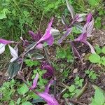 Tradescantia cerinthoides Leaf