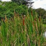 Typha domingensis 葉