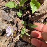 Claytonia caroliniana Hoja