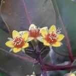 Cloezia floribunda Flor