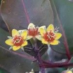 Cloezia floribunda Λουλούδι