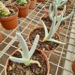 Cheiridopsis denticulata Hoja