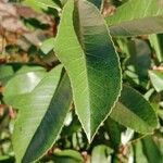 Photinia glabra Blad