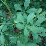 Eleutherococcus sieboldianus Hoja