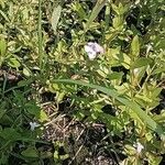 Lindernia dubia Flower