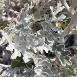 Jacobaea maritima Folha