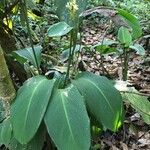 Calathea lutea Alia