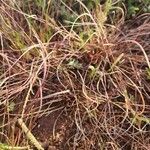 Microchloa kunthii Blatt