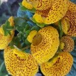 Calceolaria integrifoliaFloro