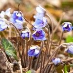 Anemone hepatica Staniste