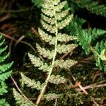 Woodsia ilvensis Feuille