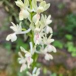 Orchis provincialis Flor