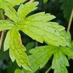 Geranium versicolor Deilen