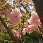 Prunus serrulataFlower