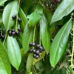 Prunus laurocerasus Meyve
