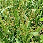 Panicum virgatum পাতা