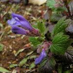 Scutellaria tuberosa Hábito