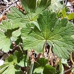 Geranium pyrenaicum Blad