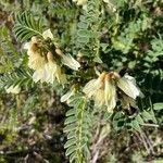 Erophaca baetica Flor
