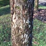 Crataegus crus-galli Bark