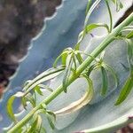 Misopates orontium 葉