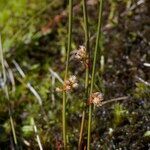 Juncus filiformis Övriga