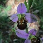 Ophrys apifera Λουλούδι