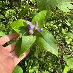 Gentiana clausa Blüte