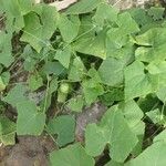 Bryonia verrucosa Hábito
