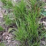 Carex alba Habit