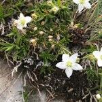 Minuartia rupestris Flower