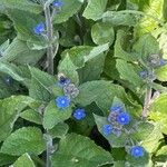 Pentaglottis sempervirens Feuille