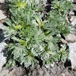 Artemisia genipi Leaf