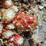 Sempervivum arachnoideum Leaf