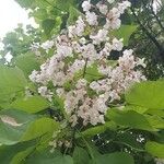 Catalpa bignonioides花